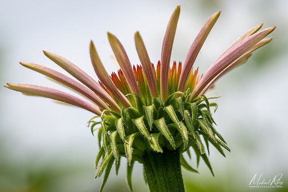 Budding Coneflower Blossum (2021)