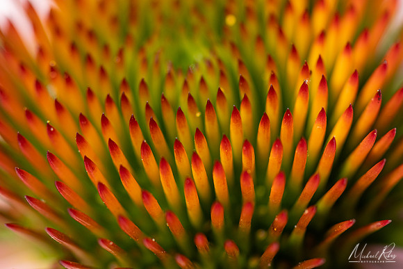 Coneflower (2021)