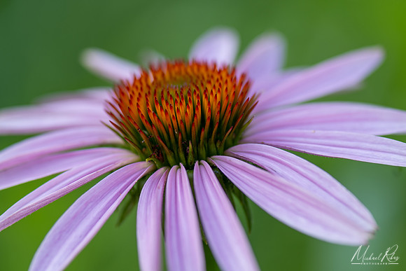 Coneflower (2021)