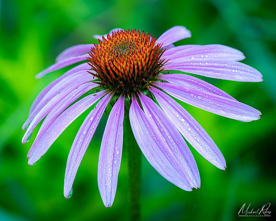 Coneflower (2021)