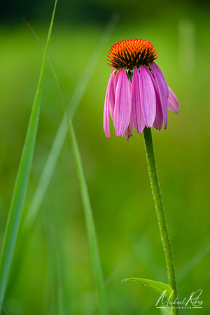 Coneflower (2021)