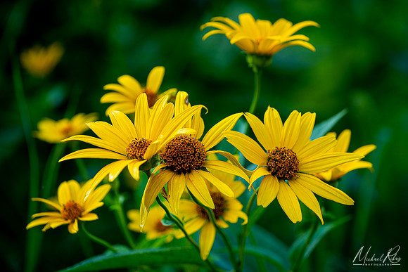 Yellow Wildflowers (2020)