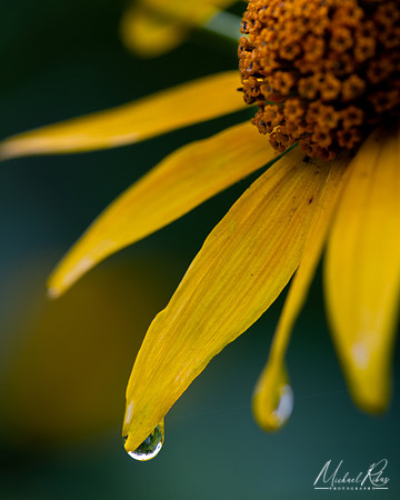 Dewdrop (2020)