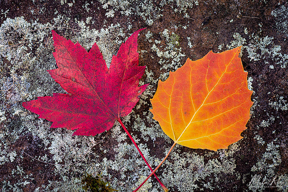 Two Leaves, Blackwater Falls (2020)