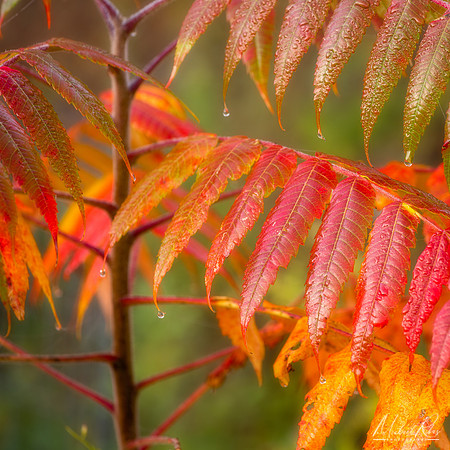 Sumac in fall (2020)