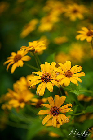 Coneflowers (2019)