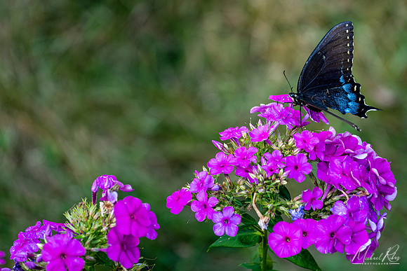 Flowers and Butterfly (2019)