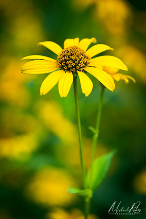 Yellow Coneflower (2018)