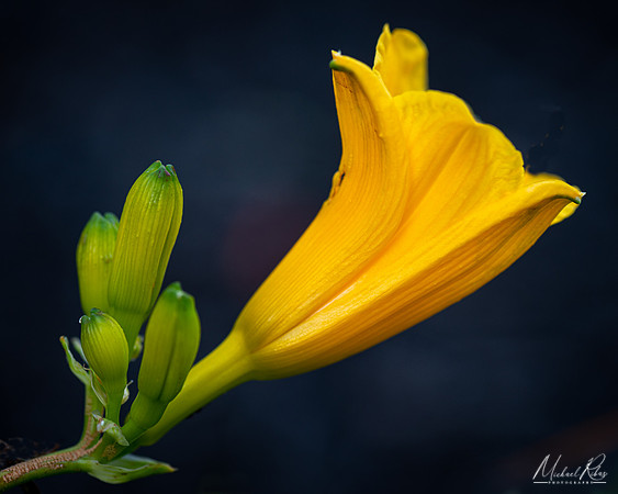 Daylilly (2020)