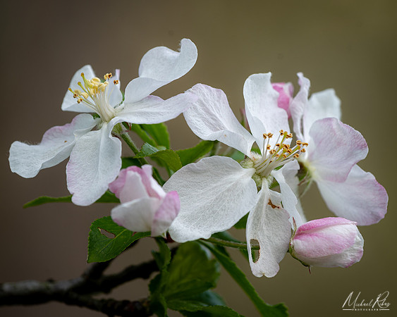 Blossums (2024)