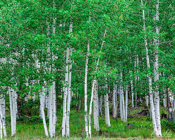 Aspens (2017)