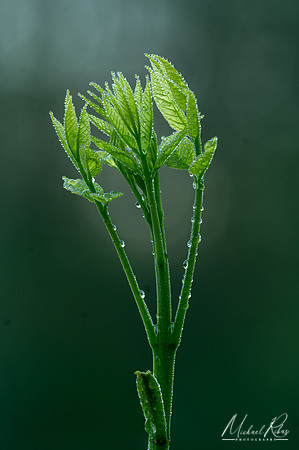 Sprouting Leaves (2024)