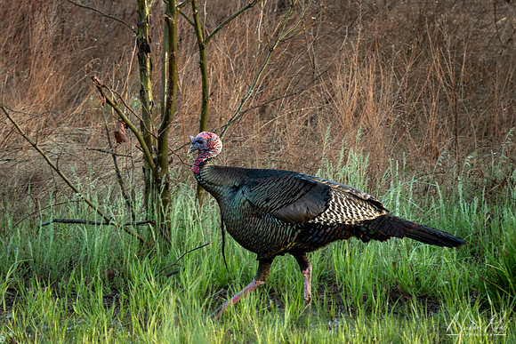 Turkey on  a Walk (2024)