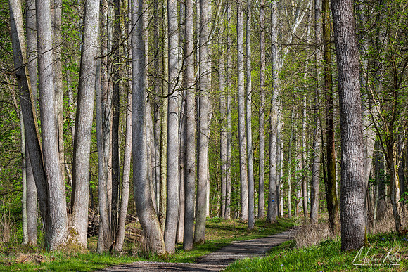 Riverbank Woodland (2024)