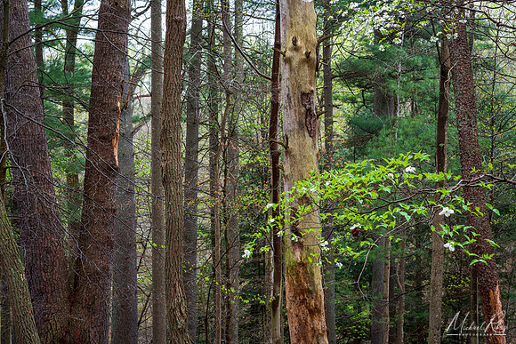 Old Growth at North Bend (2024)