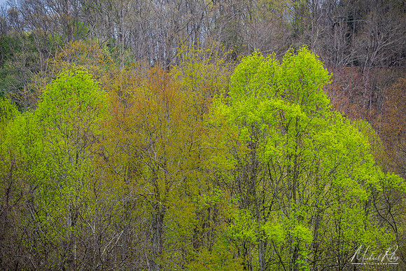 New Spring Foliage (2024)