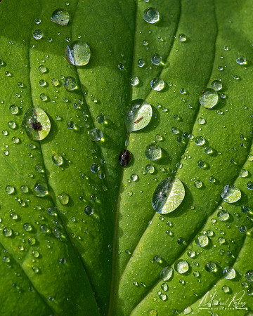Leaf and Raindrops (2024)