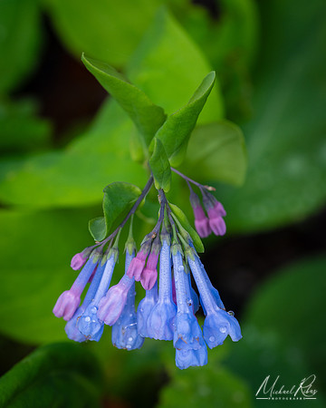 Virginia Bluebells (2024)