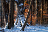Hocking Hills Forest in Winter(2021)