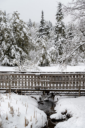 Canaan Valley Winter  (2021)