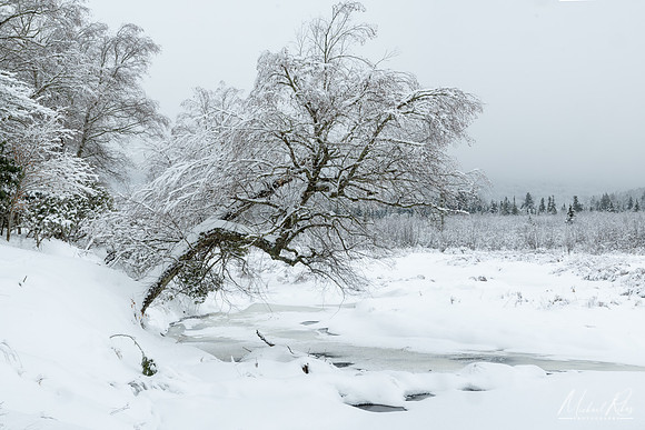 Canaan Valley Winter (2021)