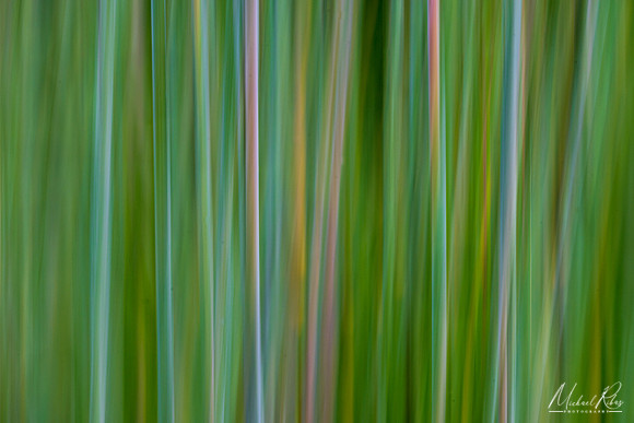Grasses Abstract (2021)
