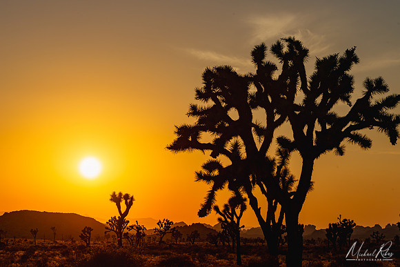 Joshual Tree National Park Sunset (2023)