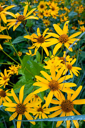 Summer Wildflowers (2023)