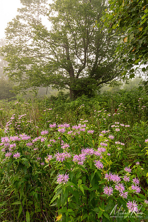 Summer Morning (2024)