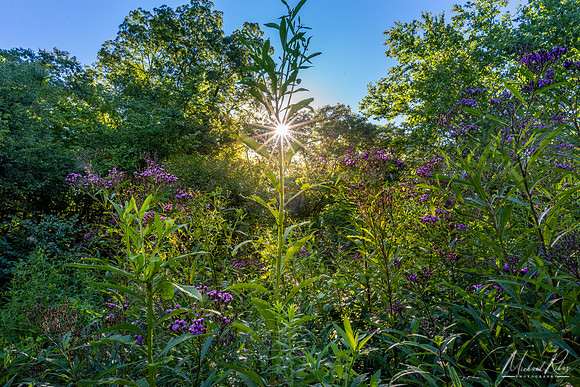 Summer Morning (2022)