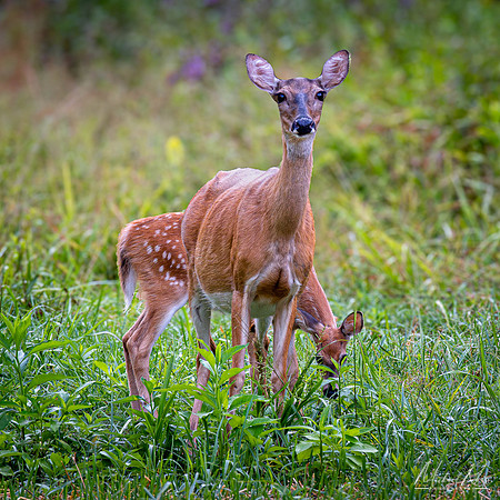 Deer and Fawn (2024)
