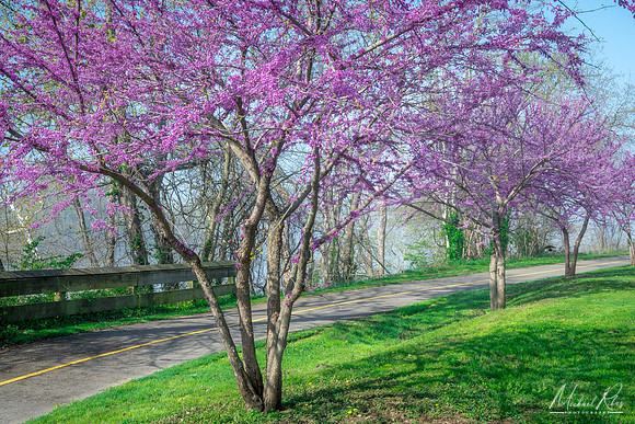 Redbuds (2022)