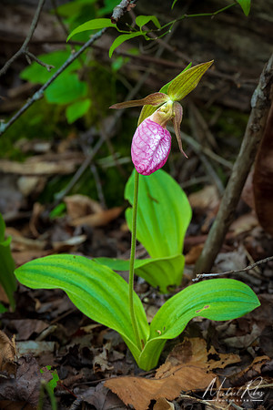 Pink Lady Slippers at Blackwater Falls SP (2024)