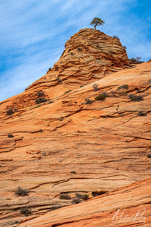 Lone Tree at Zion (2019)