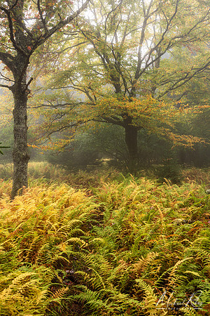 Dolly Sods Carpet of Ferns (2024)