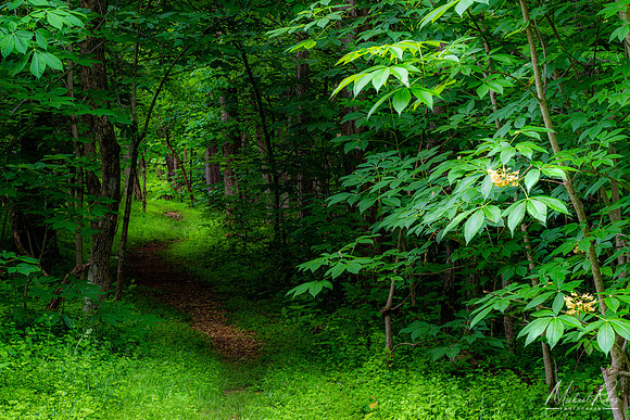 Quiet Trail (2022)