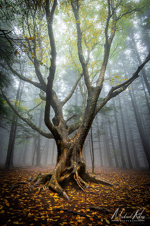 Dolly Sods Tree of Life (2024)
