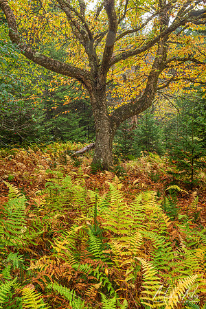 Autumn Ferns and Tree at Dolly Sods (2024)