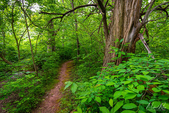 Secuded Creekside Trail (2022)