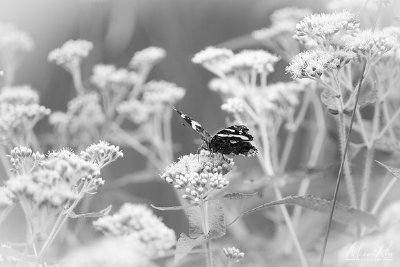 Summer Butterfly (2025)