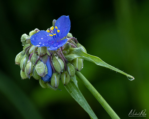 Spidorwort in Late Spring (2022)