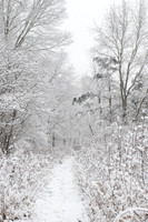 Wintry Trail 92025)