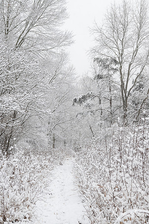 Wintry Trail 92025)