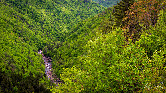 Blackwater Canyon Spring Pano (2024)