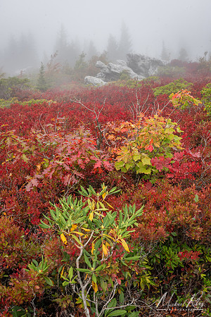 Autumn Foliage at Dolly Sods (2024)
