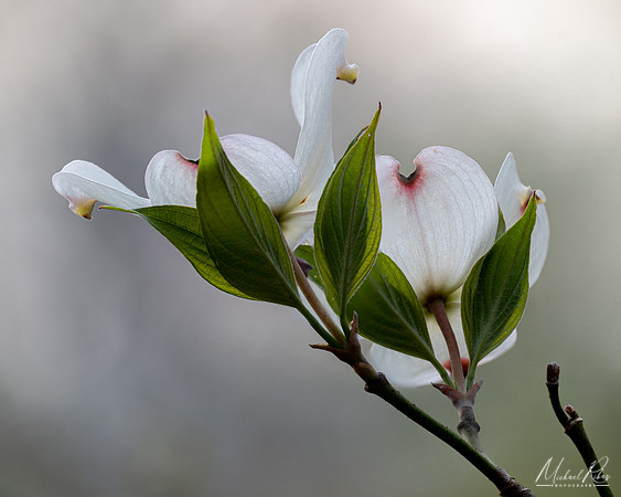 Dogwood Blossum (2022)