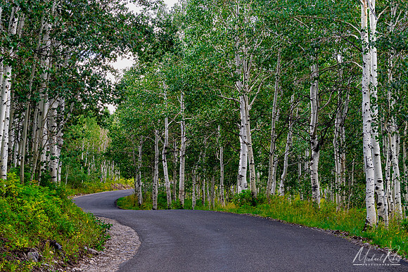 Birch Trees on Mt. Timpanogos Road (2024)