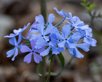 Early Spring Wildflowers (2024)