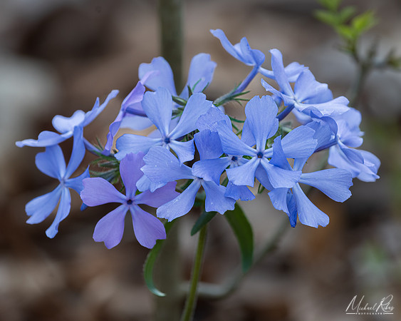 Early Spring Wildflowers (2024)