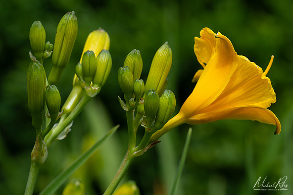 Yellow Daylilly (2024)